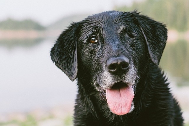 老犬の息が荒いのは危険 よく吠える時の原因や対策法を解説 ワンちゃん辞典 ワンタイム ペット情報発信サイト