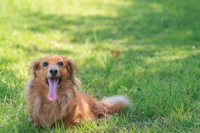 老犬の息が荒いのは危険 よく吠える時の原因や対策法を解説 ワンちゃん辞典 ワンタイム ペット情報発信サイト