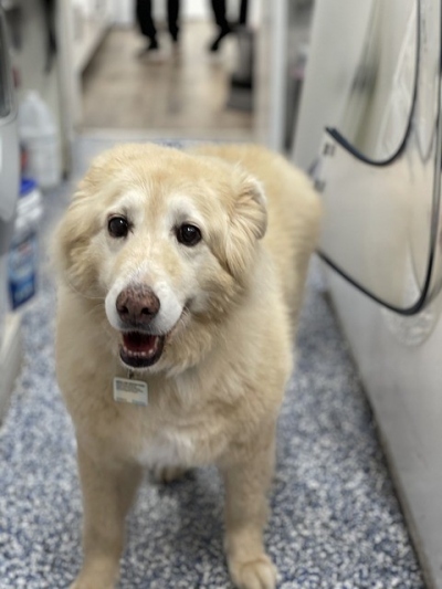 老犬の息が荒いのは危険 よく吠える時の原因や対策法を解説 ワンちゃん辞典 ワンタイム ペット情報発信サイト