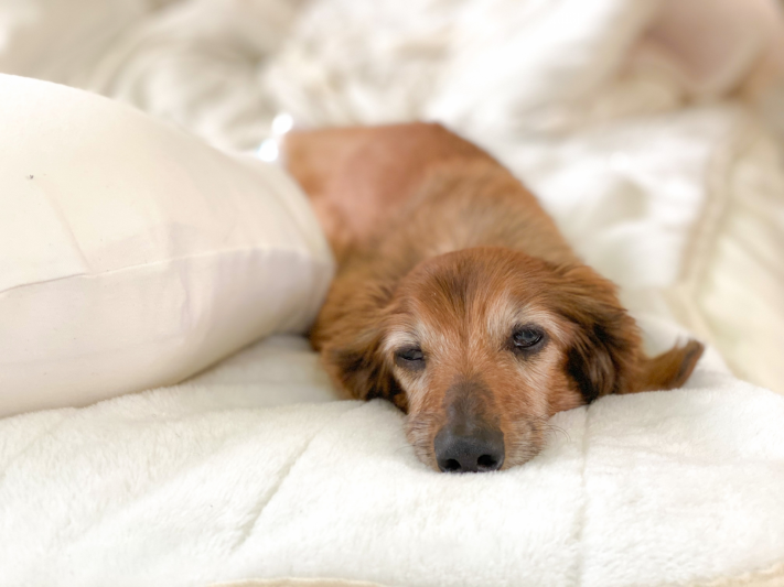 老犬　飼い主　すべきこと