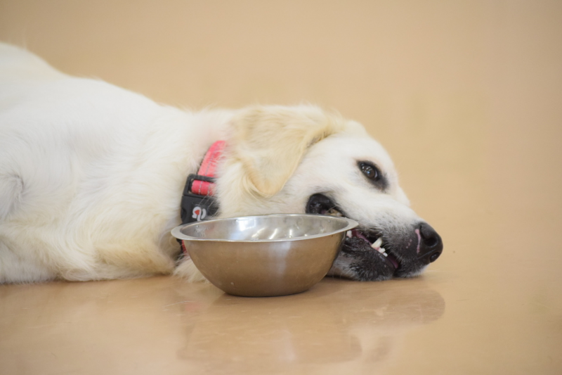 老犬は何日間 水やご飯を食べないでも生きられるの 飼い主が注意したいこと ワンちゃん辞典 ワンタイム ペット情報発信サイト